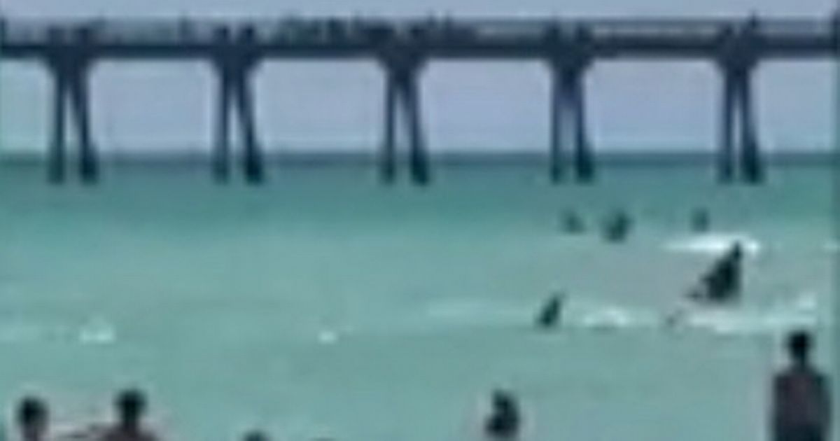 Shark spotted off busy Florida beach as terrified swimmers scream 'get out of the water'