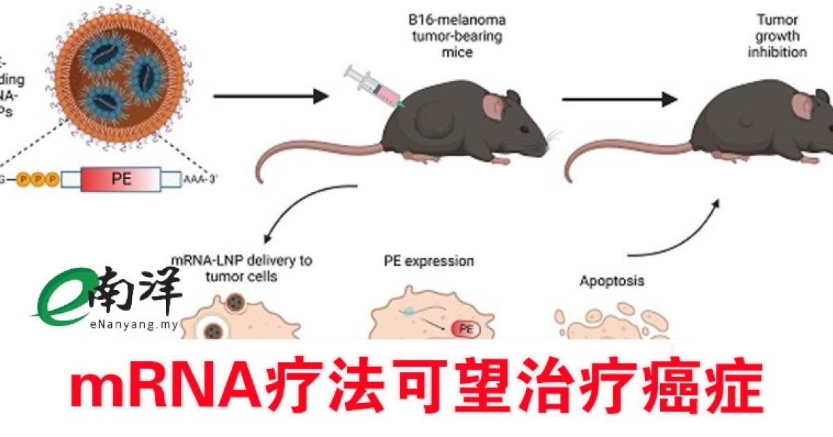 诱使肿瘤产生毒素杀死自己 mRNA疗法可望治疗癌症