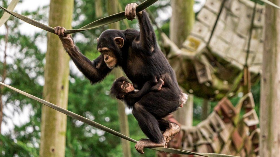 Chester Zoo hopes new black jaguar will help viable population aim
