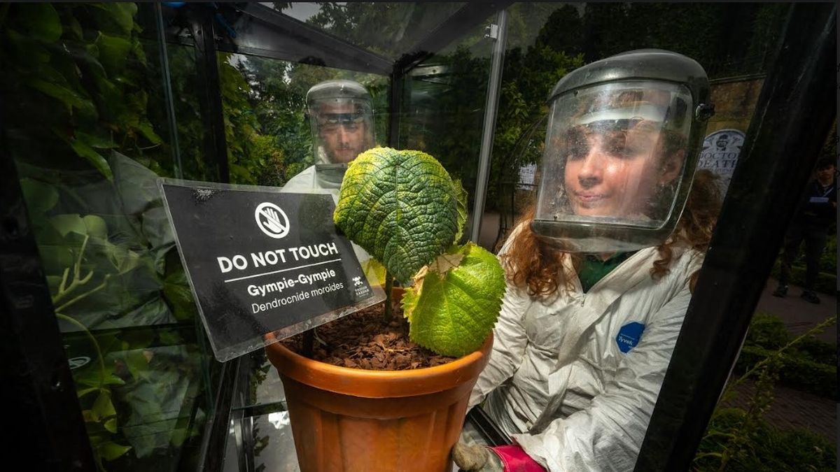 Worlds most poisonous plant which 'can cause suicidal thoughts' arrives in UK