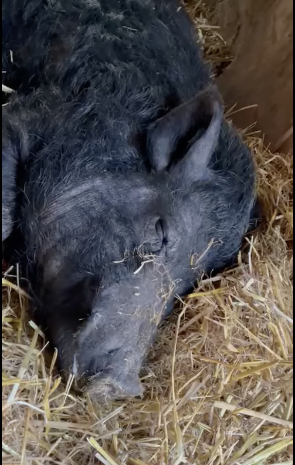 26 stone 'fattest pig ever' rescued after being fed biscuits and cola in one-bed Manchester flat