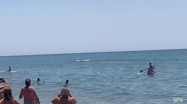 Beachgoers panic as huge WHALE spotted splashing amid swimmers at Spanish resort