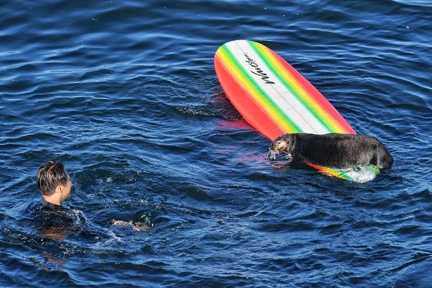 Warning to beachgoers as aggressive sea otters steal surf boards to float on