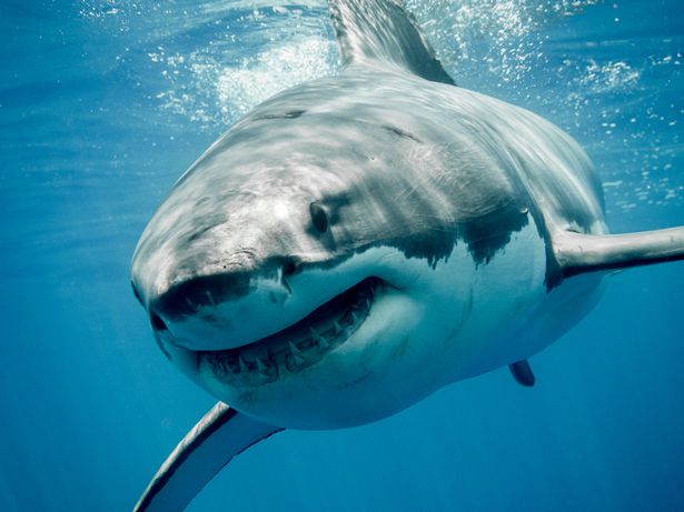 Jamaica shark attack: Chilling surge in deaths is all down to innocent error