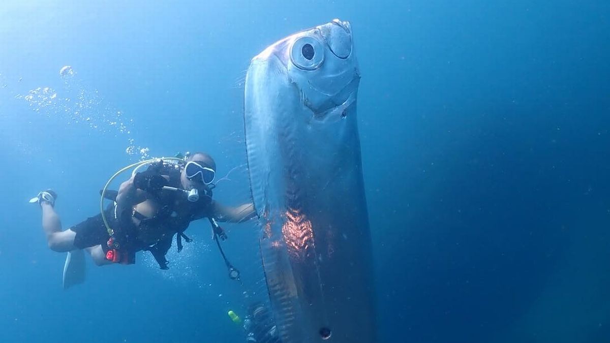 Colossal 'earthquake omen' fish found in deep sea with chunks ripped out of body