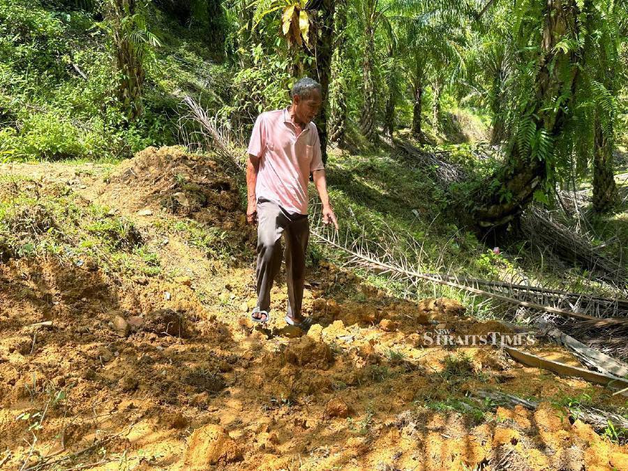 Tiger preying on livestock in Felda Perasu