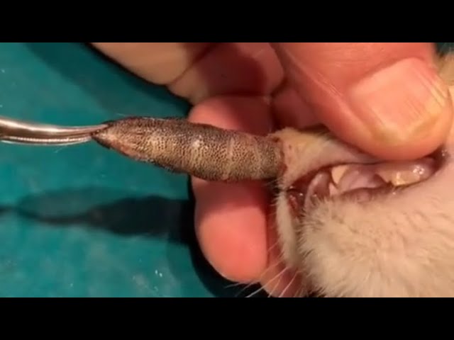 Removing A Huge Botfly Maggot From Cat's Nose (Part 210)