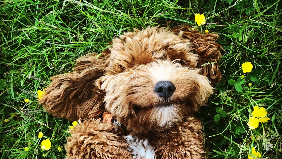 Every dog fits one of five personality types - this quiz will determine which yours is