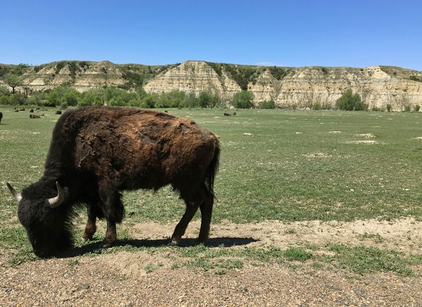 Woman details terrifying bison attack at Yellowstone which left her with 7 spinal fractures