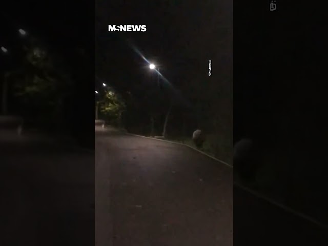 Endangered Tapir Spotted At Punggol Park Connector