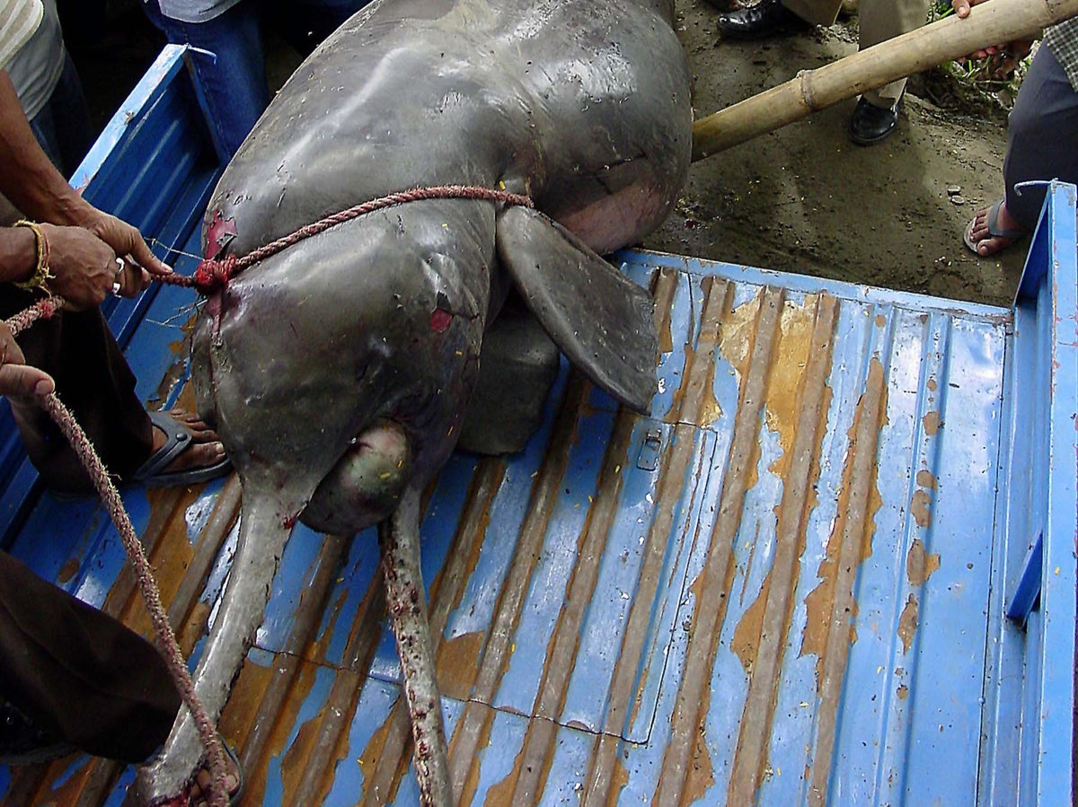 Fisherman arrested for eating rare Indian river dolphin after ‘accidentally’ catching it