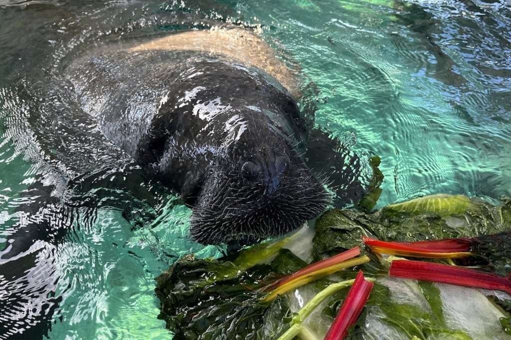38-year-old Florida manatee dies after ‘high-intensity’ sex with brother