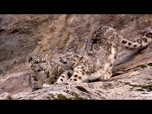 Snow Leopard Cub Learns From It's Mother | Snow Leopards Beyond The Myth | BBC Earth