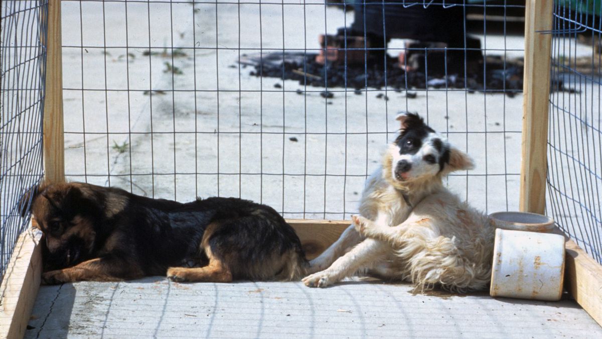 Toddler dies in horror dog attack where beast infected with RABIES amid fears of outbreak