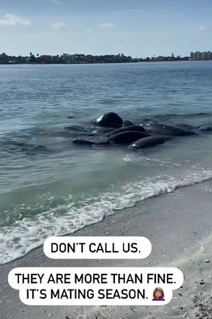 Sheriffs beg public to stop calling 911 when they spot sex-mad manatees mating