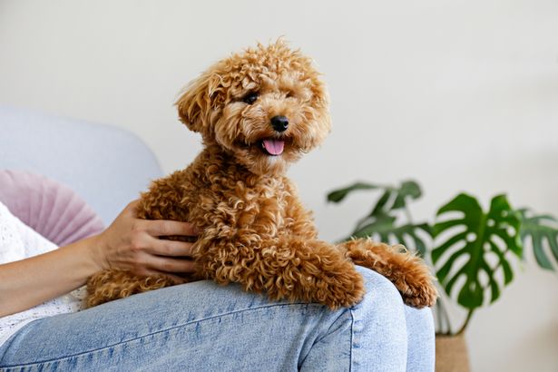 Man buys two poodles for $150 only to discover they are ferrets pumped with steroids