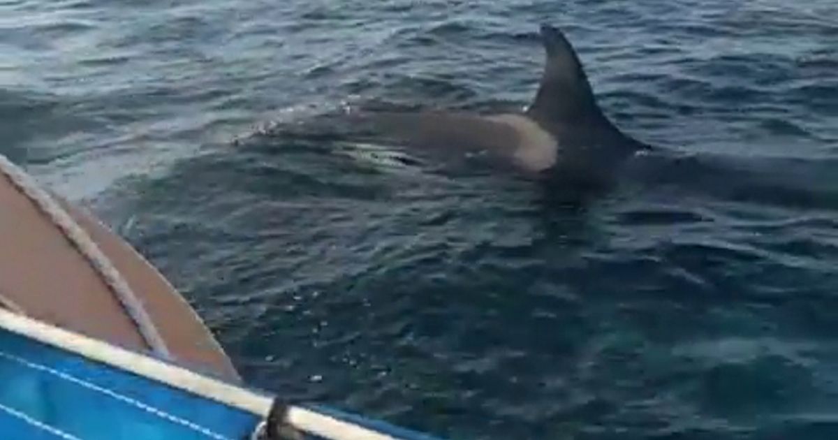 Moment pod of five orcas attack 30ft yacht as terrified sailor sends out mayday call