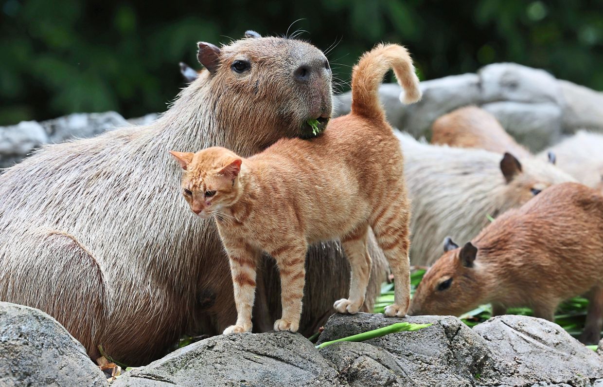 Oyen the cat is ‘the star of Zoo Negara’