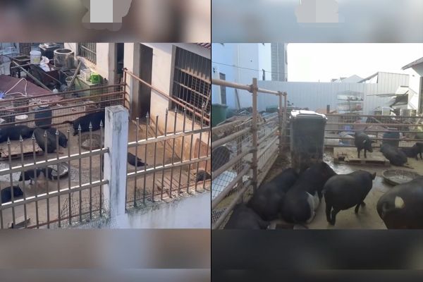 上海奇葩男养20多头猪 邻居都被臭晕