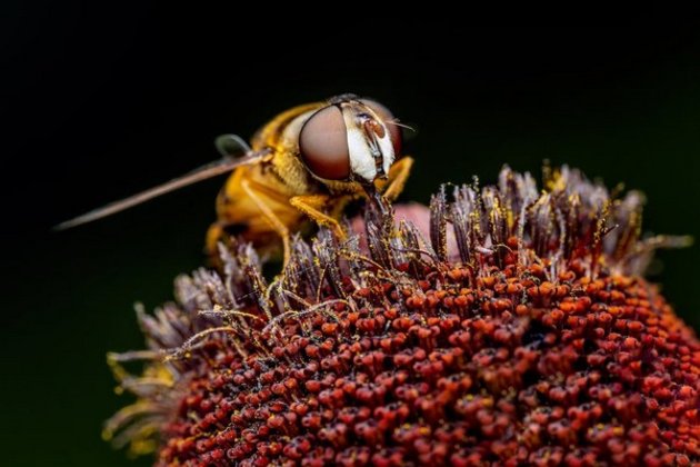 Invasive yellow-legged hornets spotted in US for first time