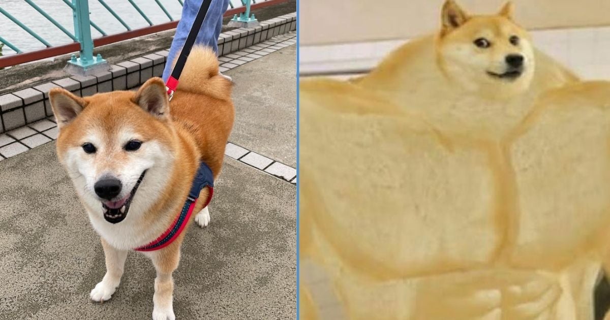 “Buff” Meme Dog Cheems the Shiba Inu Dies at 12 Years Old