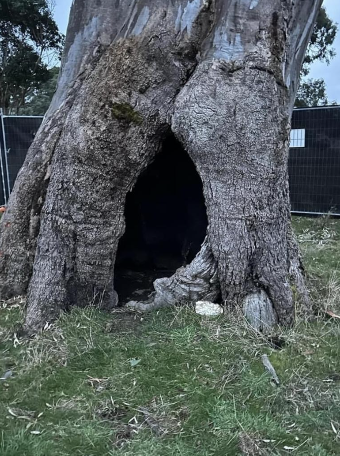 Indigenous group’s sacred birthing tree vandalized in vicious attack as road development dispute escalates