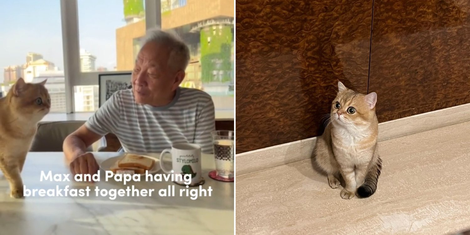 Ng kok song chats with his cat max lemon ng over breakfast before recording broadcast speech