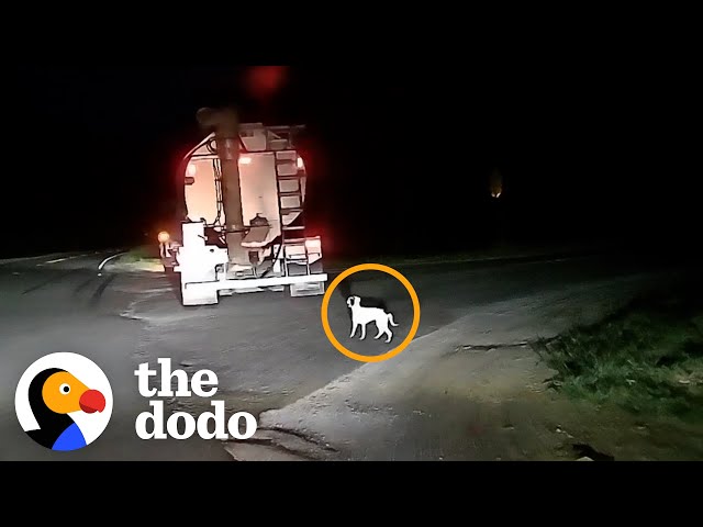 Dog Dumped by Road Becomes Best Friends with Her New Baby Sister | The Dodo