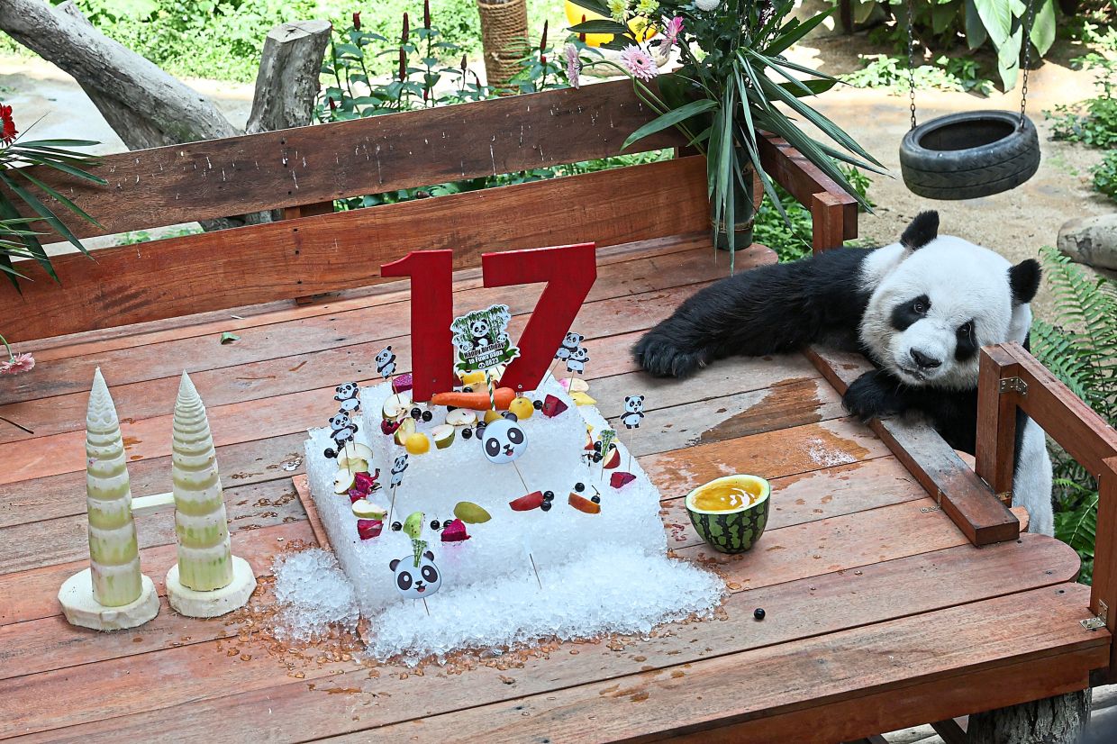 Giant pandas celebrate 17th birthday in Zoo Negara