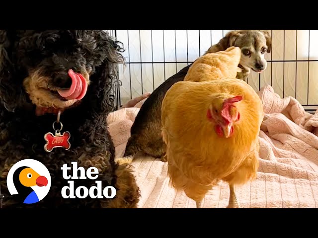 Chicken Thinks She's Just One Of The Dogs | The Dodo