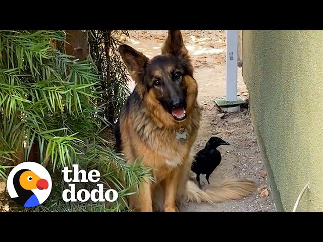 Rescue Crow Goes On Walks With His Favorite German Shepherd | The Dodo