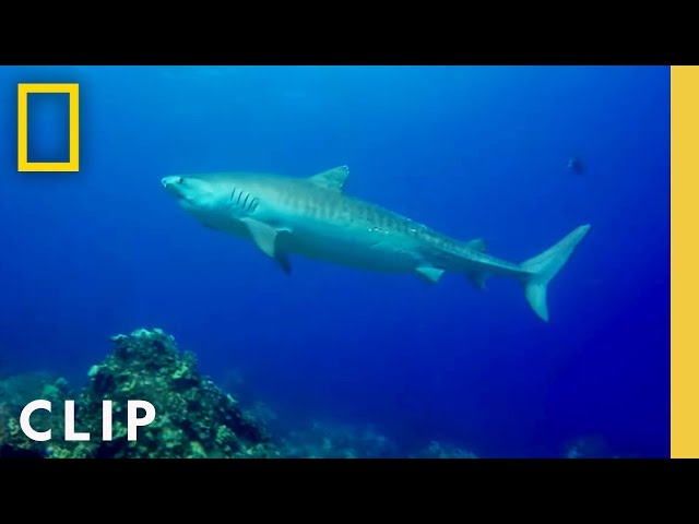 Scientists stumble upon a 12-foot long male tiger shark | Sharks of the Bermuda Triangle