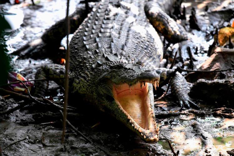 Elderly woman attacked by crocodile while fishing in Malacca | Nestia