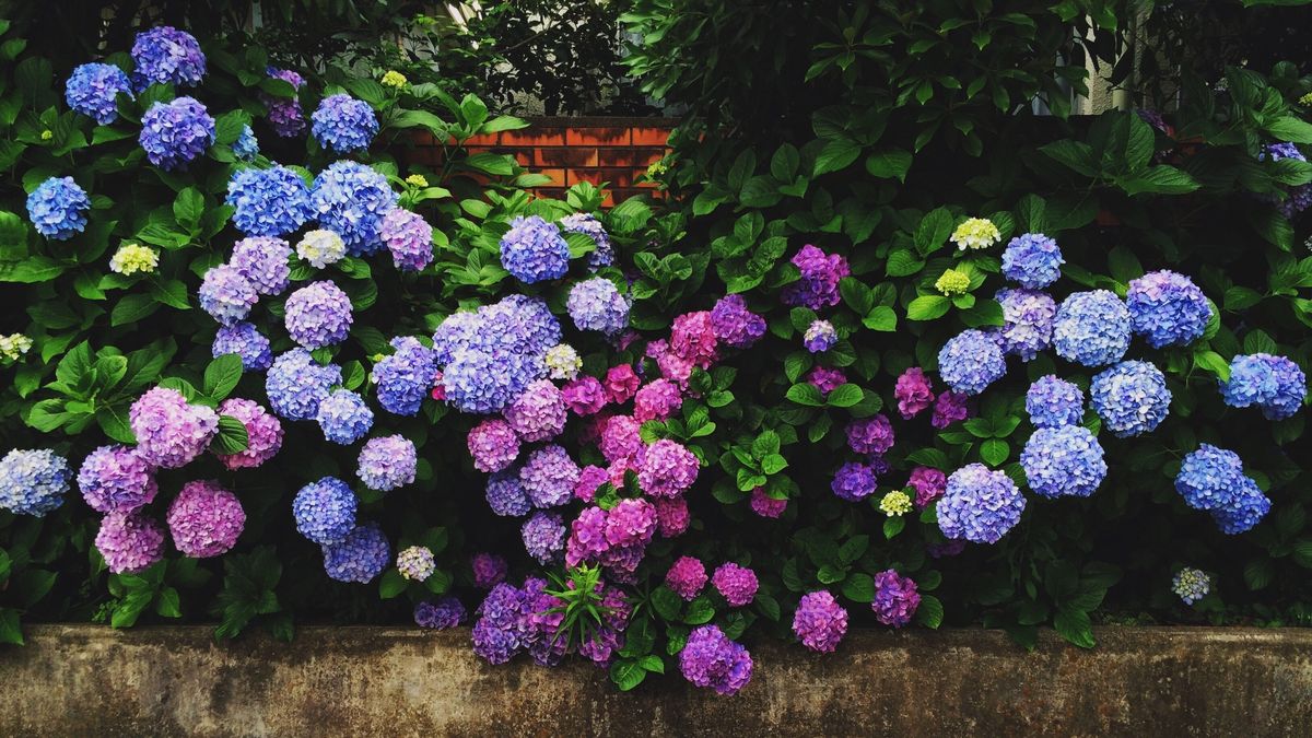 Watch your hydrangeas grow 'magnificent' blooms with 'deep blue colour' after 35p trick
