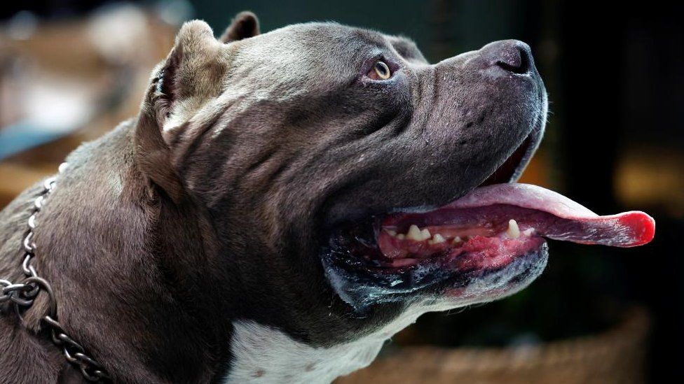American bully XL dogs: Girl hurt in attack wants breed banned