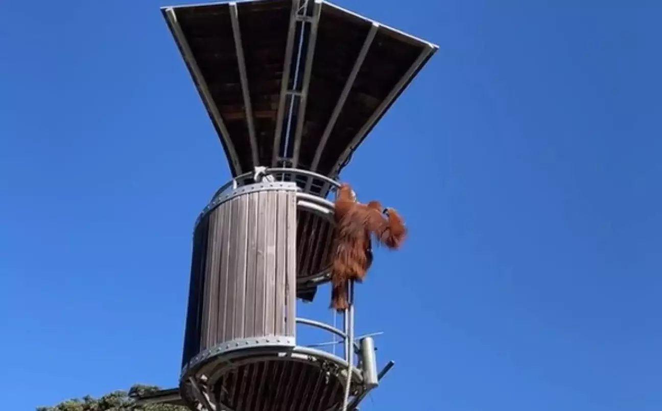 Orangutan hilariously seen throwing unwanted possum from its zoo enclosure