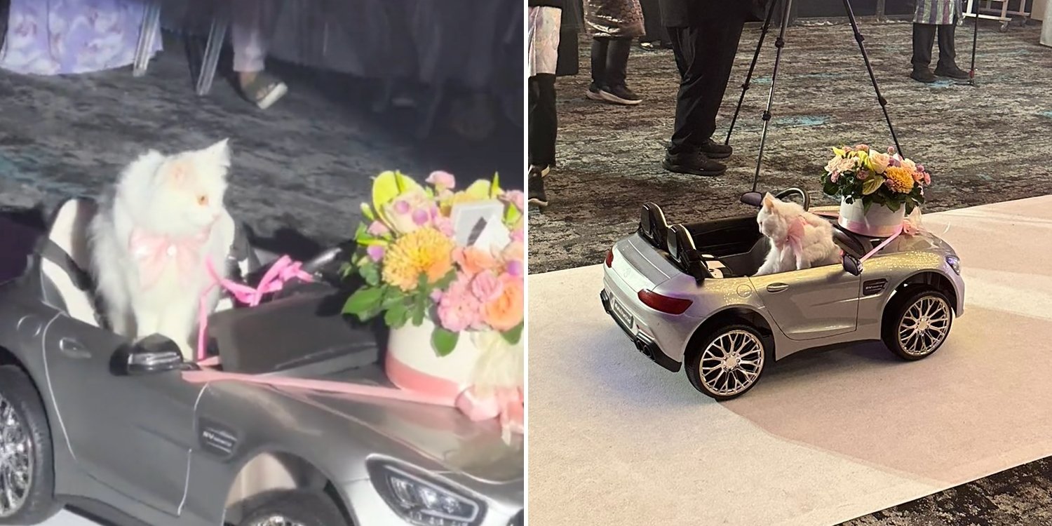 Adorable cat ring bearer enthralls guests at M’sia wedding, sits obediently in toy car