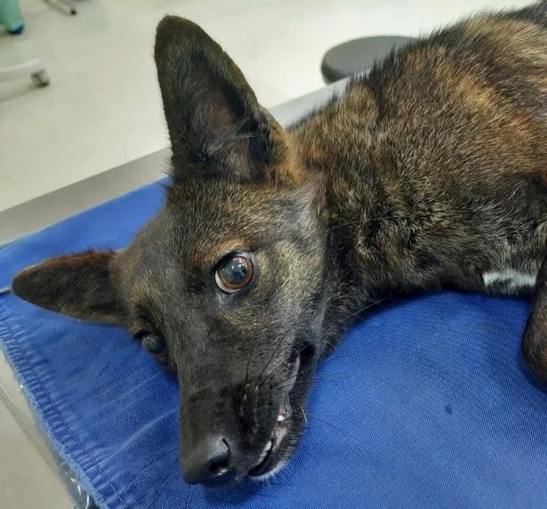 First-ever cross between a dog and fox hailed as 'amazing' discovery by scientists