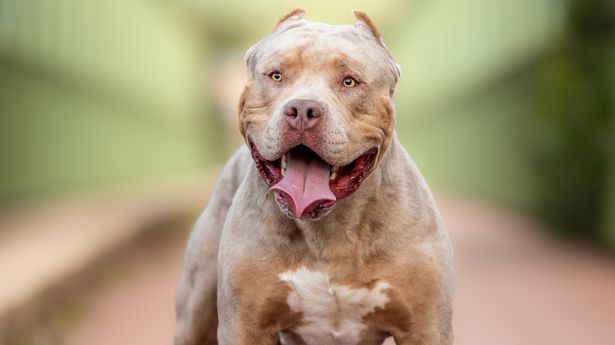 Half of UK's XL Bully dogs descend from 'Killer Kimbo' beast which has deadly impact