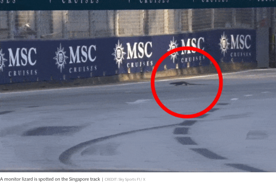 ‘Maybe Godzilla had a kid’ – lizards invade track during Singapore GP practice