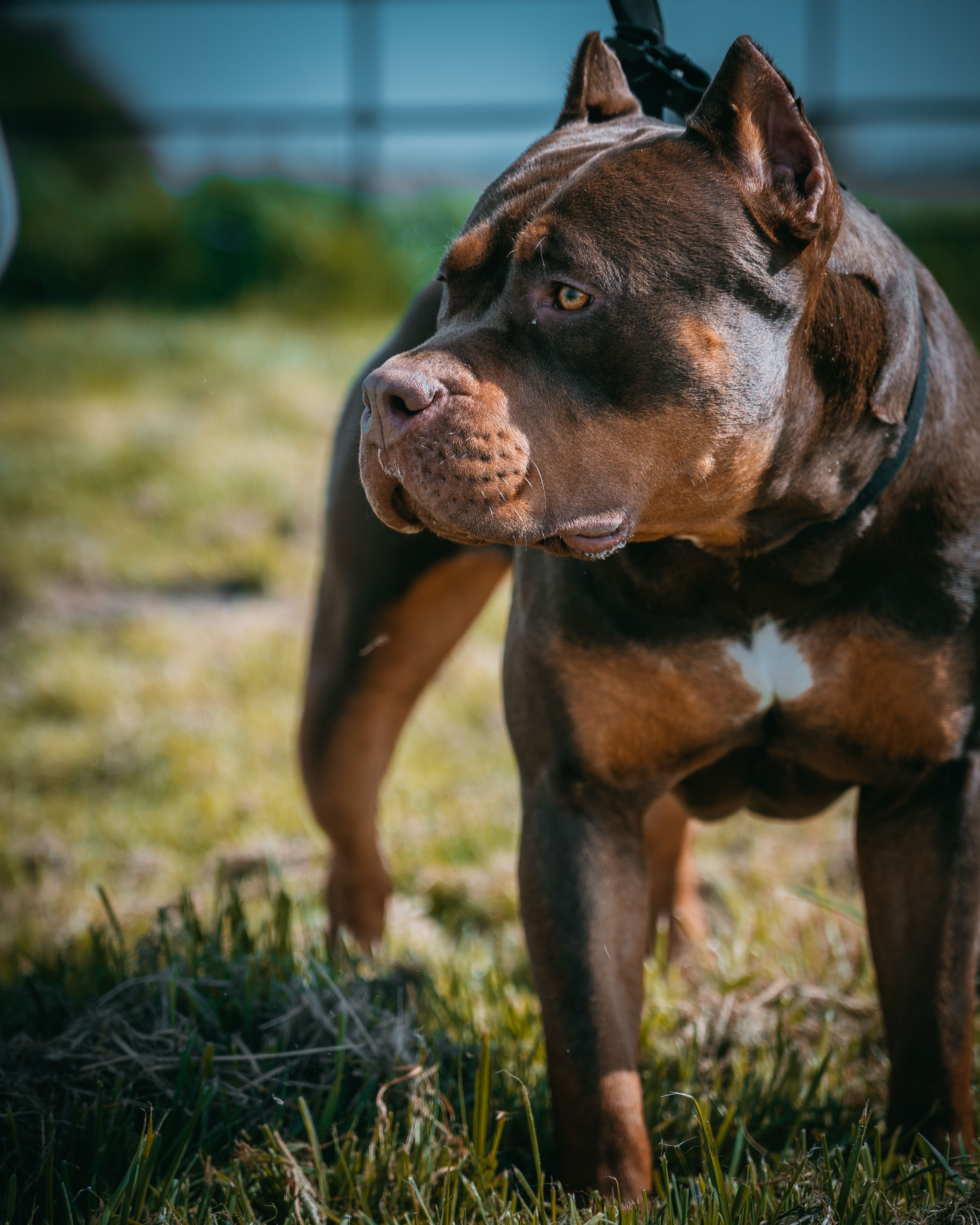 Owner of dog ‘Killer Kimbo’ which half of UK’s XL Bullies descend from speaks out