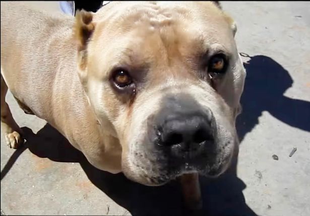 Kimbo owner's horrifying explanation for XL Bully attacks - as half bred from his pet