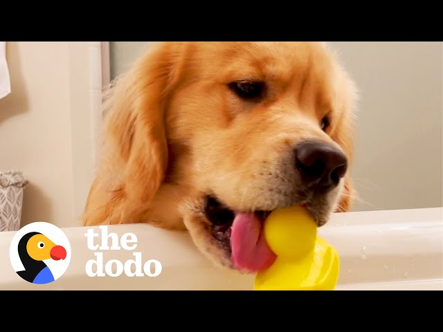 Golden Retriever Can’t Stop Bringing Mom Things During Bathtime | The Dodo