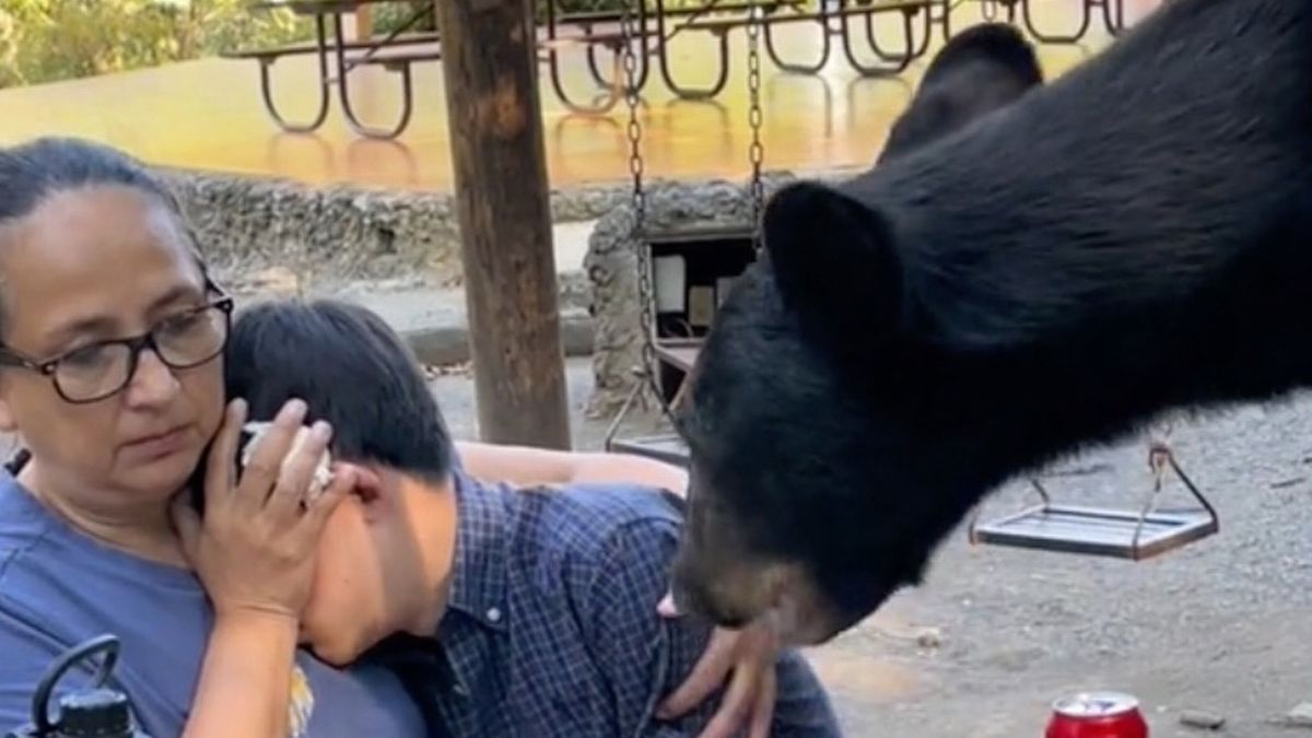 Brave mum shields kid's face as brazen bear hops on picnic table and devours their meal