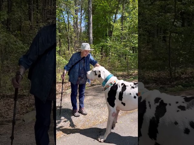 Great Dane Finds His New Grandma l The Dodo #animals #dodo #dogs
