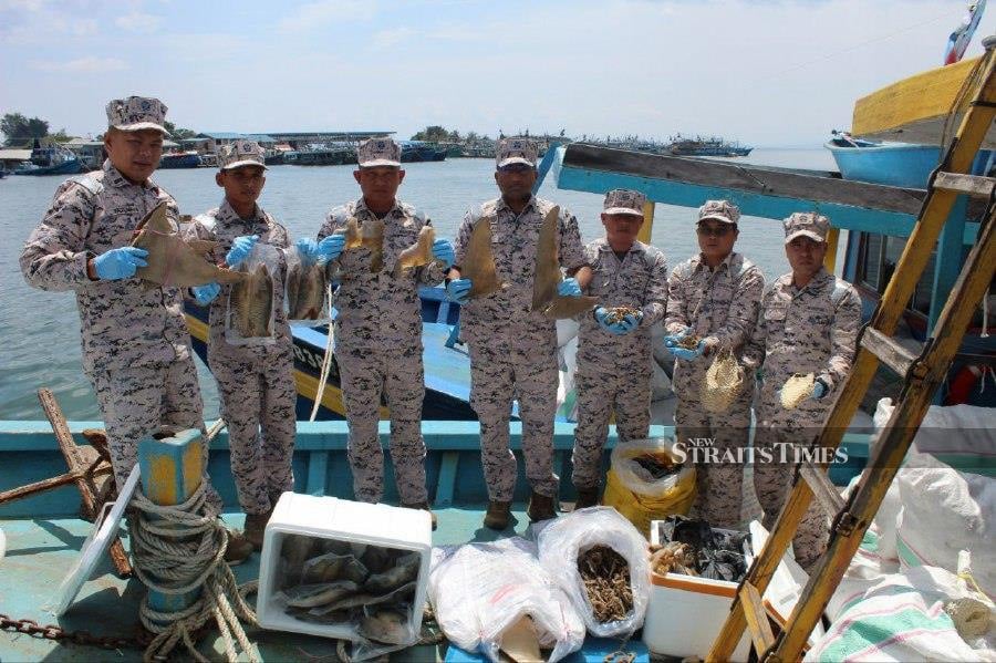 Two boats seized for transporting endangered sea species in Kudat waters.