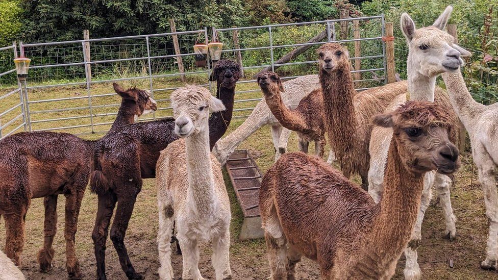 Cumbria woman to climb six peaks dressed as llama