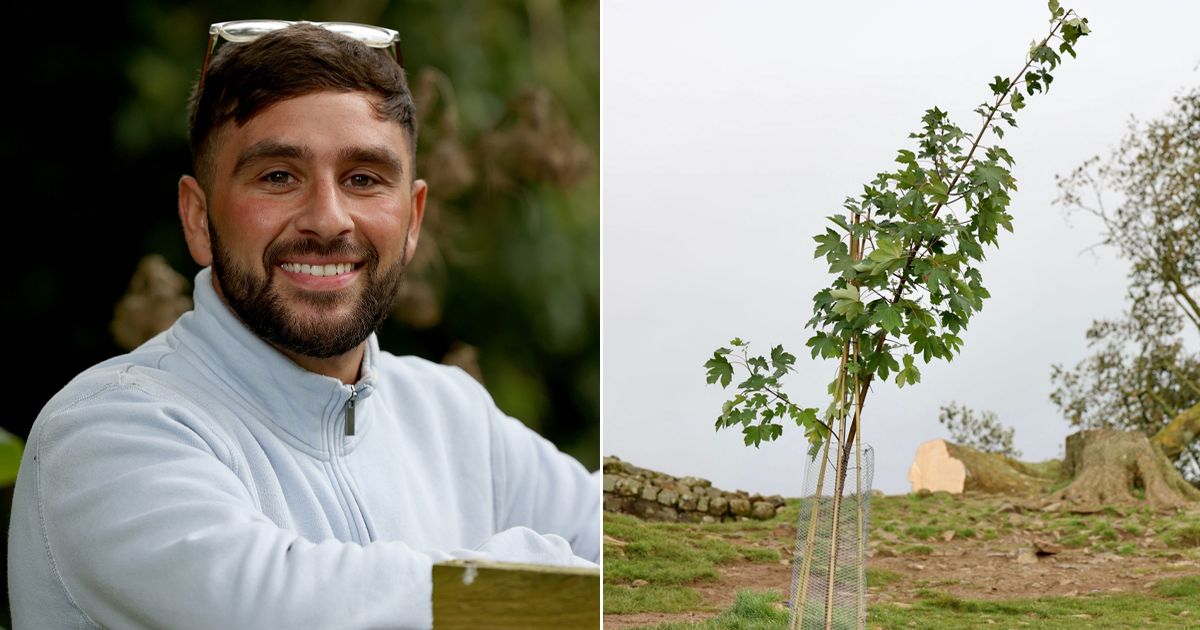 Replacement sapling planted metres from Sycamore Gap to be removed by National Trust