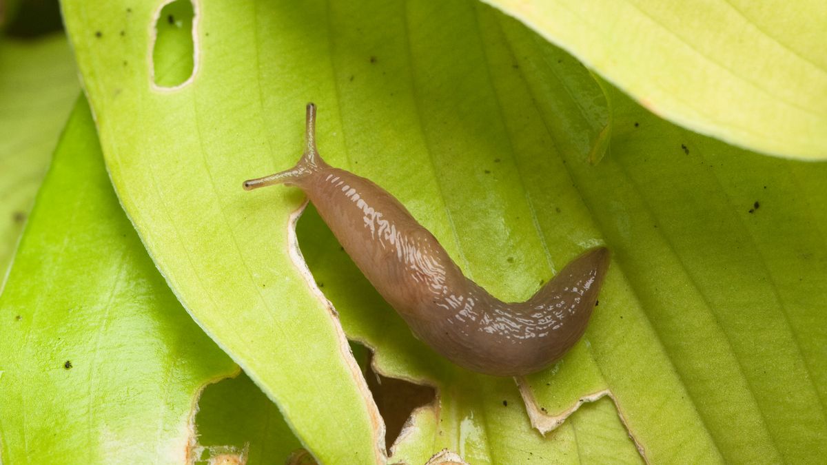 Gardener's savvy 'trick' shields plants from slugs by 'dehydrating' them - and it's free