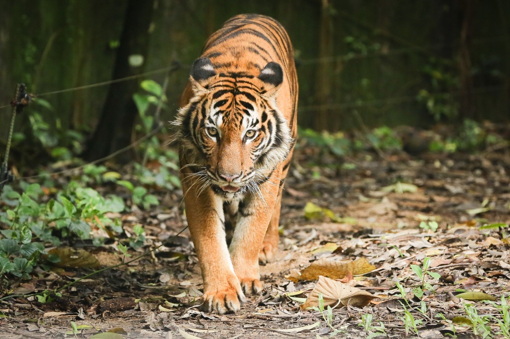 Four friends spot Malayan tiger along Jalan Gua Musang-Lojing